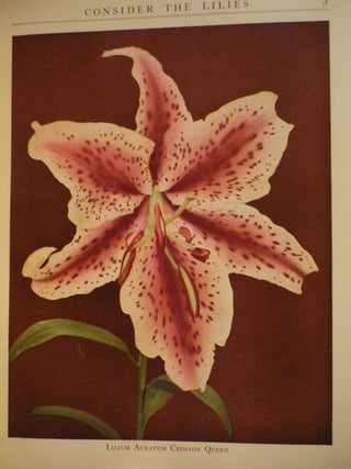 Consider the Lilies