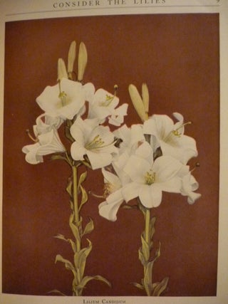 Consider the Lilies