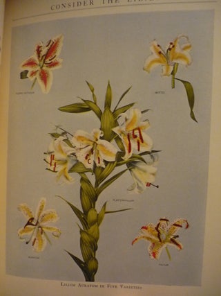 Consider the Lilies