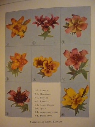 Consider the Lilies