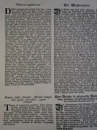 Single Leaf From National History of Carolina, Florida, and The Bahama Islands