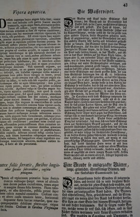 Single Leaf From National History of Carolina, Florida, and The Bahama Islands