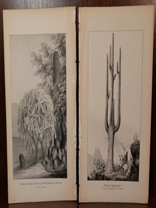 Item #5653 2 Cactus Lithographs New Mexico/Arizona. William Hemsley Emory