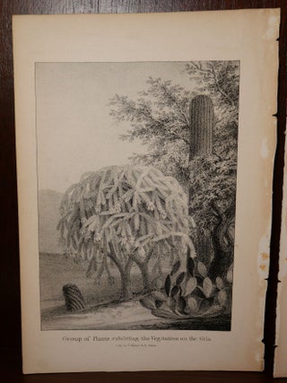 2 Cactus Lithographs New Mexico/Arizona