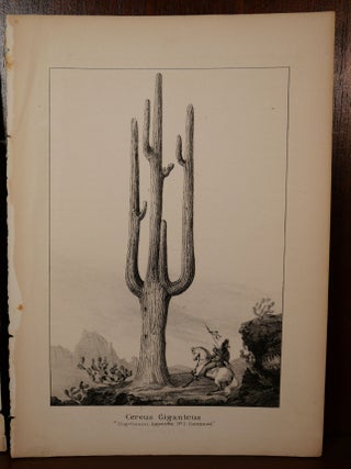 2 Cactus Lithographs New Mexico/Arizona