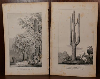 Item #5654 2 Cactus Lithographs New Mexico/Arizona. William Hemsley Emory