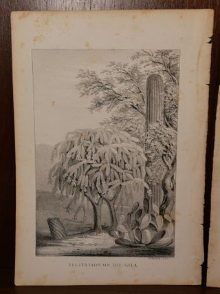 2 Cactus Lithographs New Mexico/Arizona