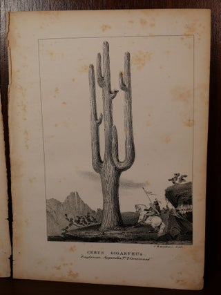 2 Cactus Lithographs New Mexico/Arizona